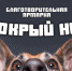 Благотворительная ярмарка  Мокрый нос ! - Uglich-Online.Ru