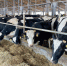 Ярославские аграрии за год произвели продукции на 70,3 млрд рублей - Uglich-Online.Ru