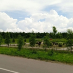 СГХ: Мы работаем не только в городе
