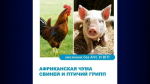 О рисках заноса и распространения вируса африканской чумы свиней и заразных болезней птиц